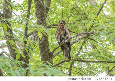 京都市京都御苑森林裡的黑鳶 京都市京都御苑森林裡的黑鳶 126541684