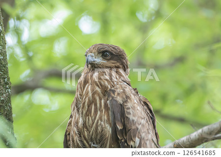 京都市京都御苑森林裡的黑鳶 126541685