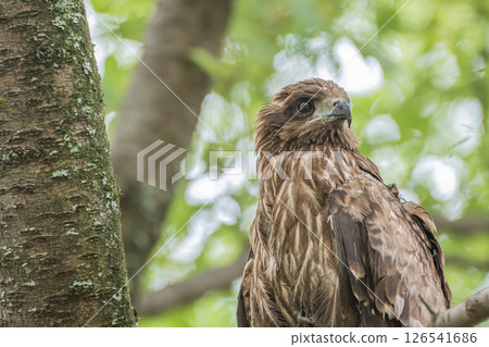 京都市京都御苑森林裡的黑鳶 126541686