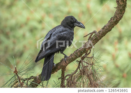烏鴉（叢林烏鴉） 126541691