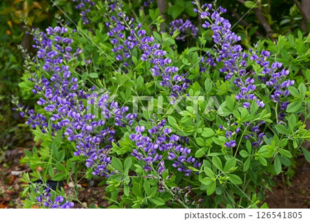 Purple bush clover flower, Purple chickweed, Baptisia 126541805