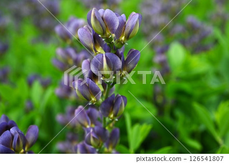 Purple bush clover flower, Purple chickweed, Baptisia 126541807