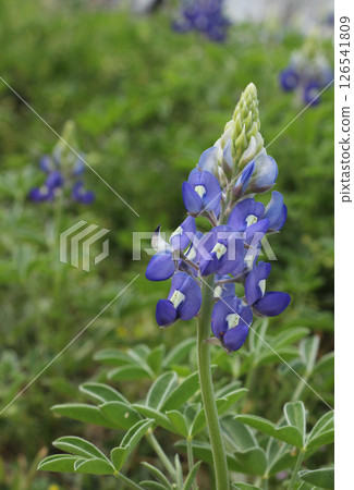 Texas Bluebonnet Wildflowers Growing in Rural Texas Closeup Texas Bluebonnet Wildflowers Growing in Rural Texas Closeup 126541809