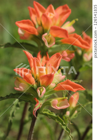 Texas Indian paintbrush Wildflowers Growing In Rural East Texas 126541835