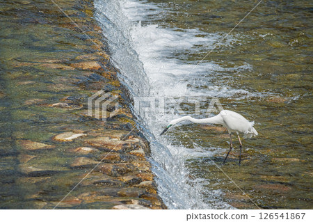 Great Egret searching for food under the dam, Kamogawa River, Kyoto City 126541867