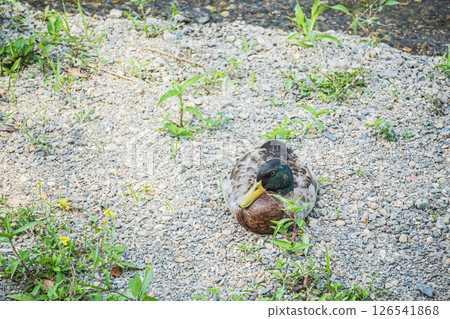 Mallard (male) Kamogawa, Kyoto City 126541868