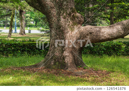 一棵大樹在京都庭院裡 一棵大樹在京都庭院裡 126541876