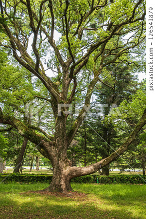 一棵大樹在京都庭院裡 126541879