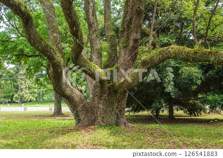 A big tree in Kyoto garden 126541883