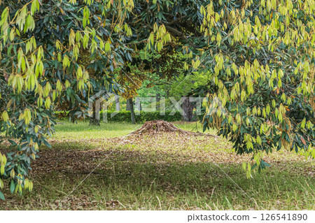 京都禦所森林風景：腐朽的樹樁 126541890