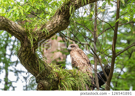 京都御所森林裡的黑鳶 京都御所森林裡的黑鳶 126541891