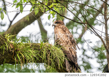 Black kite in the forest, Kyoto Imperial Palace Black kite in the forest, Kyoto Imperial Palace 126541892