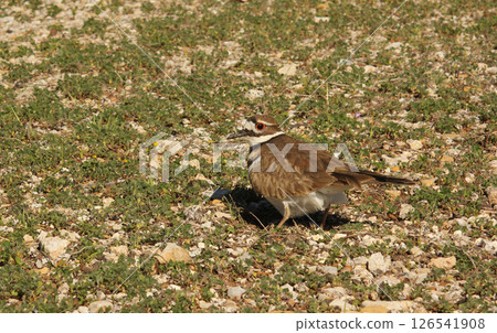 Killdeer Bird Guarding Nest of Eggs on Ground 126541908