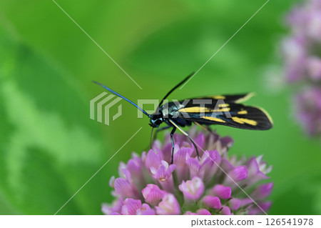 A female spotted moth resting on red clover A female spotted moth resting on red clover 126541978