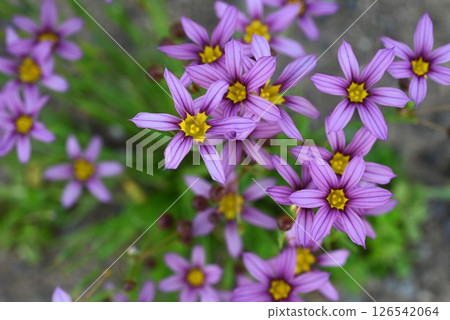 花園鳶尾花與花園景天 126542064