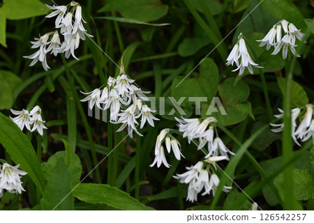 Allium triquetrum flower, Mitsukadoneggi (triangular onion), edible, Japanese name is triangular cut 126542257
