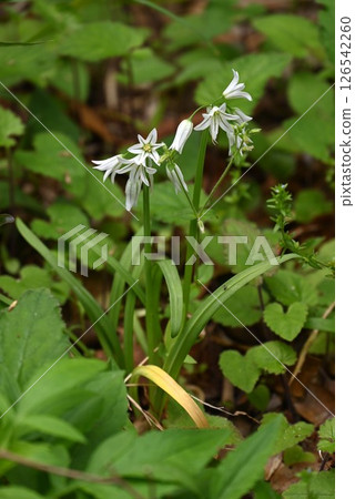 Allium triquetrum flower, Mitsukadoneggi (triangular onion), edible, Japanese name is triangular cut Allium triquetrum flower, Mitsukadoneggi (triangular onion), edible, Japanese name is triangular cut 126542260
