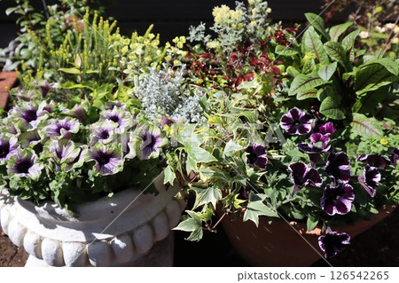 獨特的矮牽牛花種植和花盆 126542265