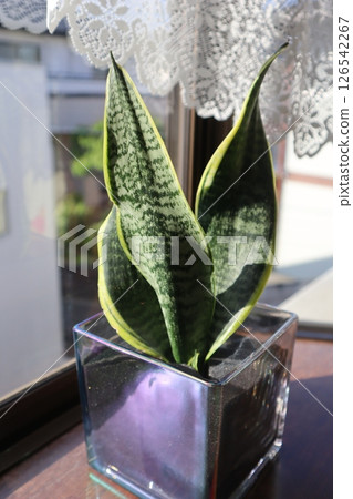 Sansevieria, a potted plant, placed on a windowsill Sansevieria, a potted plant, placed on a windowsill 126542267