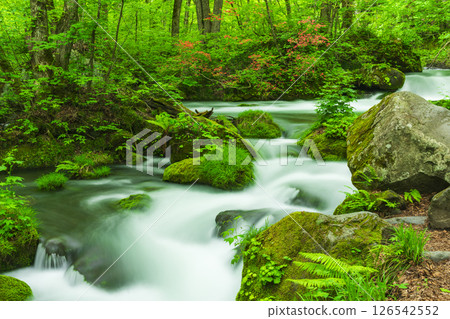 Fresh greenery of the Oirase Gorge and Yamatsutsuji in full bloom 126542552