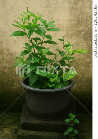 Potted Green Plant with Lush Leaves in Outdoor Natural Light 126542565