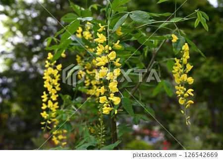 大葉莎草花、金鍊花和黃紫藤花 126542669