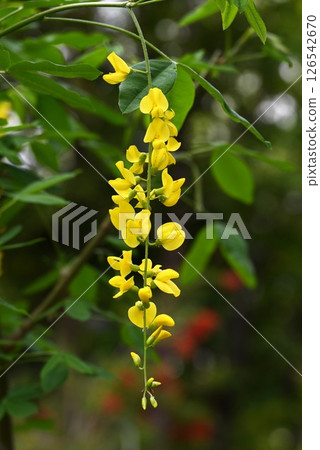 Flowers of the king sedge, golden chain, and yellow wisteria Flowers of the king sedge, golden chain, and yellow wisteria 126542670