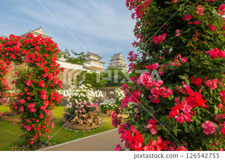A beautiful castle covered in roses 126542755
