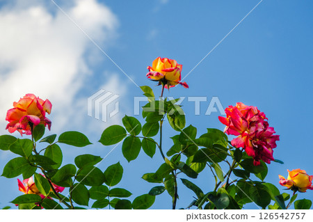 Rose shining in the blue sky 126542757