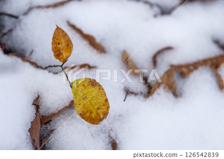 Autumn leaves and snow at Oku-Daisen Autumn leaves and snow at Oku-Daisen 126542839