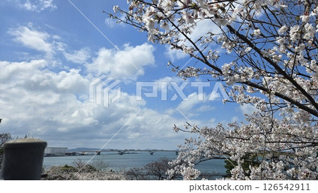 Cherry blossoms and Uminokazeya at Najima Shrine in Higashi Ward, Fukuoka City③ Cherry blossoms and Uminokazeya at Najima Shrine in Higashi Ward, Fukuoka City③ 126542911
