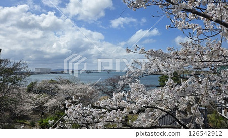 Cherry blossoms at Najima Shrine and Uminokazeya in Higashi Ward, Fukuoka City 126542912