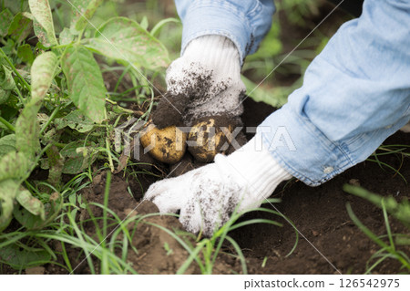 Close-up of a farmer's hands holding freshly harvested potatoes (no face) 126542975