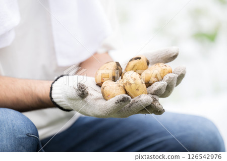 特寫鏡頭:農民的手捧著剛收穫的馬鈴薯(無臉) 特寫鏡頭:農民的手捧著剛收穫的馬鈴薯(無臉) 126542976