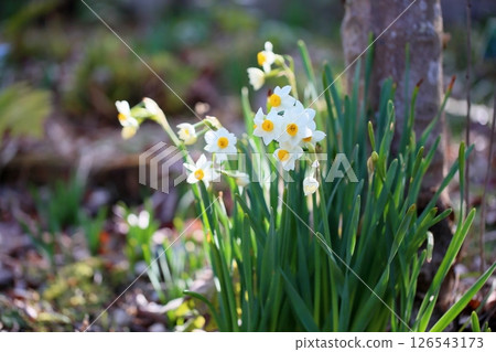 水仙花日本水仙花 水仙花日本水仙花 126543173