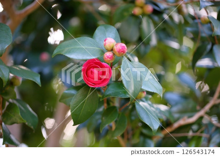 山茶花 126543174