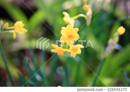 Yellow daffodil flower Talia Yellow daffodil flower Talia 126543177