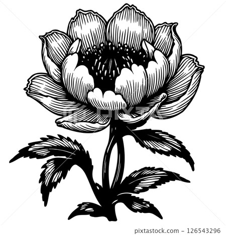 Intricate floral illustration capturing detailed organic textures and botanical elegance Intricate floral illustration capturing detailed organic textures and botanical elegance 126543296