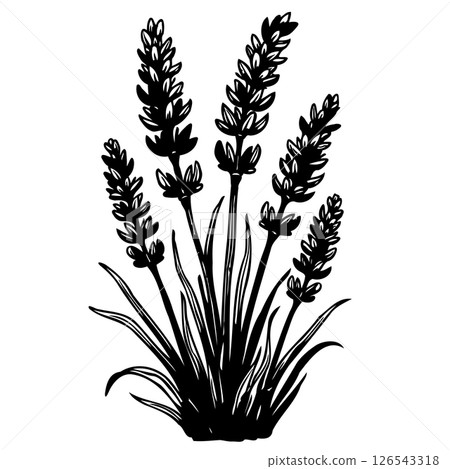 Elegant botanical illustration displaying a cluster of aromatic lavender plants Elegant botanical illustration displaying a cluster of aromatic lavender plants 126543318