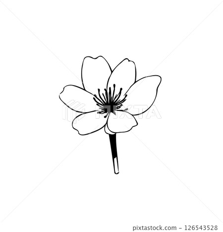 Elegant monochrome depiction of a delicate blossom, showcasing minimalist grace 126543528