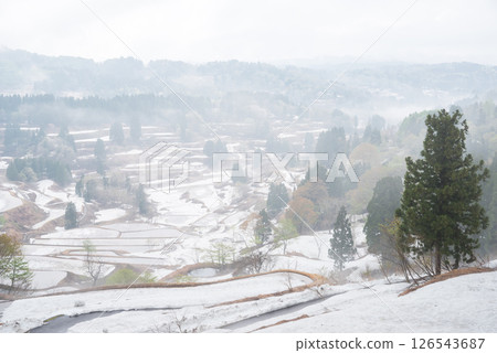 [Hoshitoge Rice Terraces] Early morning rice terraces surrounded by a sea of clouds 126543687