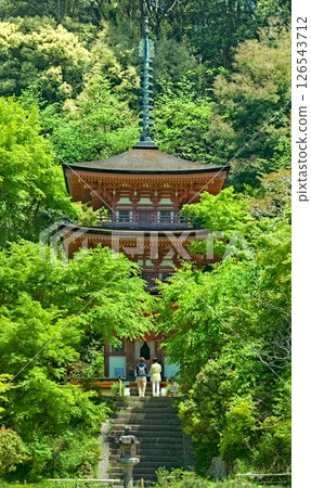 Joruriji Temple's three-story pagoda surrounded by fresh greenery 126543712