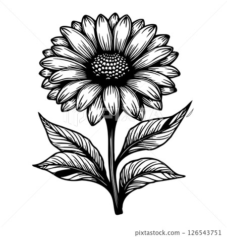 Detailed monochrome botanical illustration of a stylized daisy flower 126543751