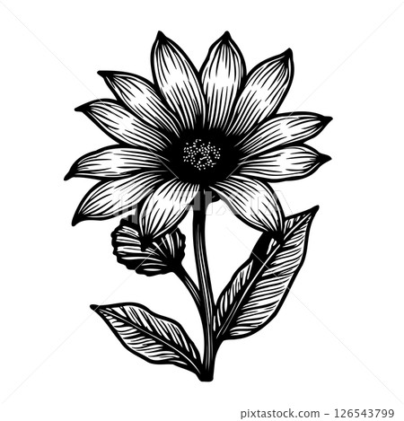 Detailed botanical illustration of a flower with linear patterns and monochrome palette Detailed botanical illustration of a flower with linear patterns and monochrome palette 126543799