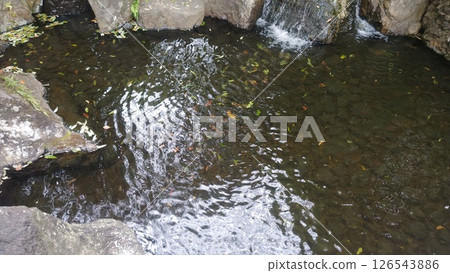 Ripples in the garden pond Ripples in the garden pond 126543886