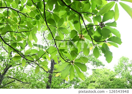 木蘭樹的花、木和葉都具有抗菌作用，飛鎢高山的木蘭葉味噌就以此聞名。 126543948