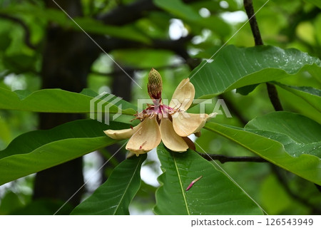 木蘭樹的花、木和葉都具有抗菌作用，飛鎢高山的木蘭葉味噌就以此聞名。 126543949