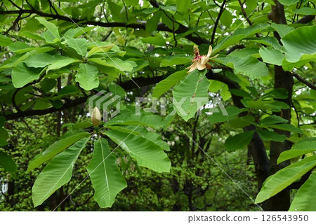 木蘭樹的花、木和葉都具有抗菌作用，飛鎢高山的木蘭葉味噌就以此聞名。 126543950