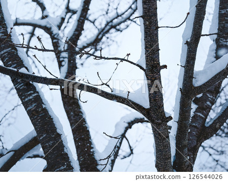 Mighty winter trees covered in snow 126544026