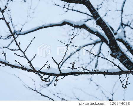 纖細的樹枝上掛滿雪 126544028